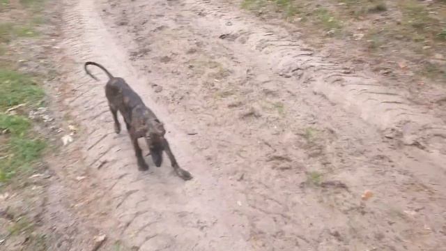 Испанская борзая, гальго - щенки смотреть онлайн