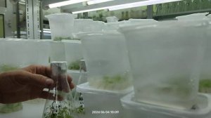 Жимолость. Заключили контракт на саженцы ИНВИТРО Мичуринской селекции...