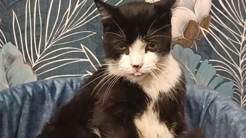 Фенюшка домашний кот.