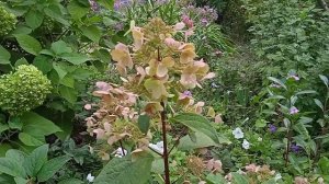 Август цветение гортензий.