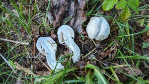 Шампиньон полевой (Agaricus arvensis). Как выглядит гриб на месте произрастания.