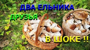 ГРИБЫ 2024 !!! В ЕЛЬНИК С ДРУЗЬЯМИ !!!