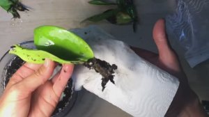 Самый лучший способ укоренения замиокулькаса. Эксперимент. Часть 2 (прошел месяц).