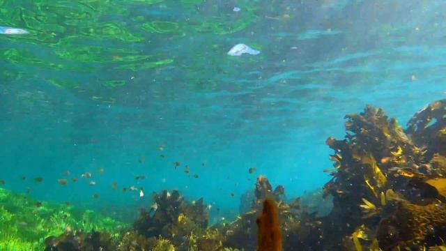 Kelp смотреть онлайн