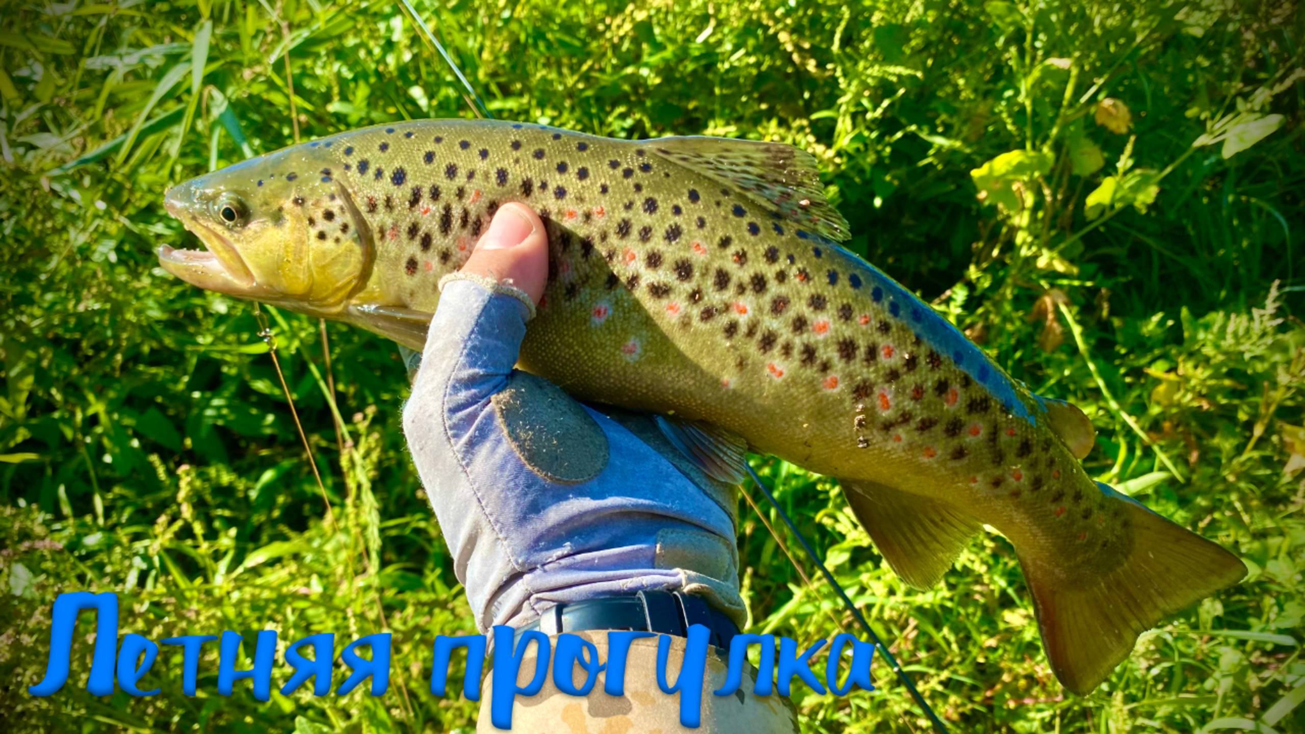 летняя форель