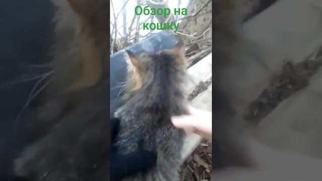 Обзор на кошку