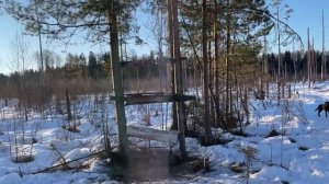 Прогулка по весеннему лесу с собакой.