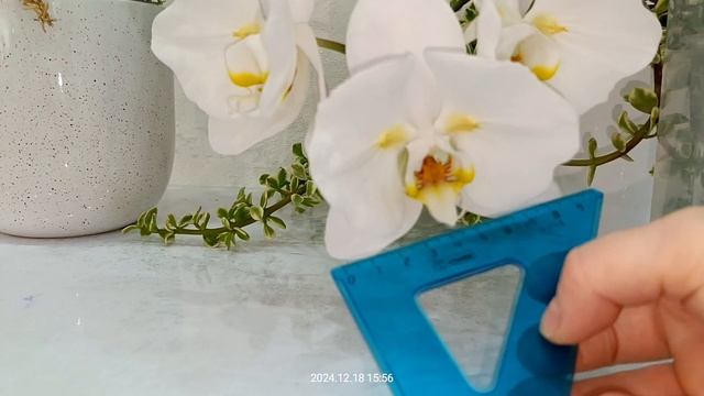 Орхидея Sogo Yukidina ES  сого Юкидан бабочка