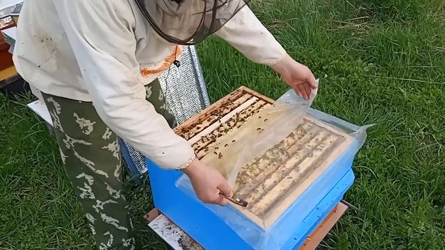Обязательно сделайте эту работу перед похолоданием. Очередной этап в моей системе пчеловождения.