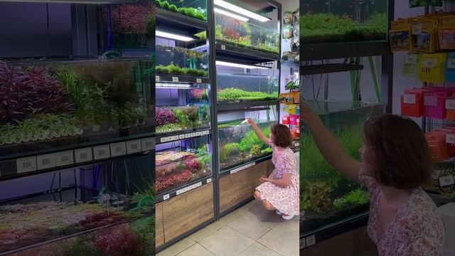 Чем вы кормите своих рыбок❓❤️ смотреть онлайн