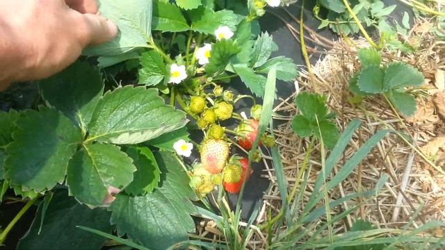 Клубника сорт Королева Елизавета 2 начинает поспевать второй урожай смотреть онлайн