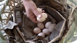 Harvesting Chicken Eggs and Upland Vegetables to Sell at the Market - Pet Care | Trieu Mai Huong".