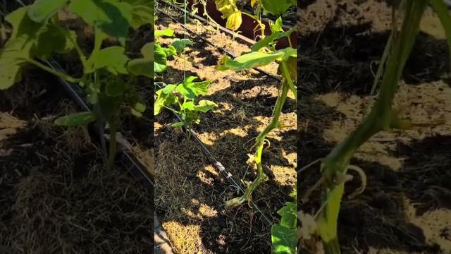 Сульфат Калия подкормка 🥒🥒🥒🍇🍇🍇🍊🍊🍊