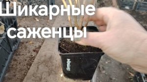 Шикарные саженцы гортензии метельчатой. Работы в саду на 2 января.
