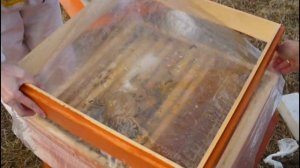 Тепла нет. Продолжаем стимулировать пчёл.