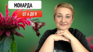 Монарда в Саду: Путеводитель по Выращиванию и Уходу