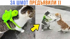 КОТ ПРОСТО ШЁЛ ДОМОЙ С ТРЕНИРОВКИ ))) | Приколы с котами | Мемозг 1539