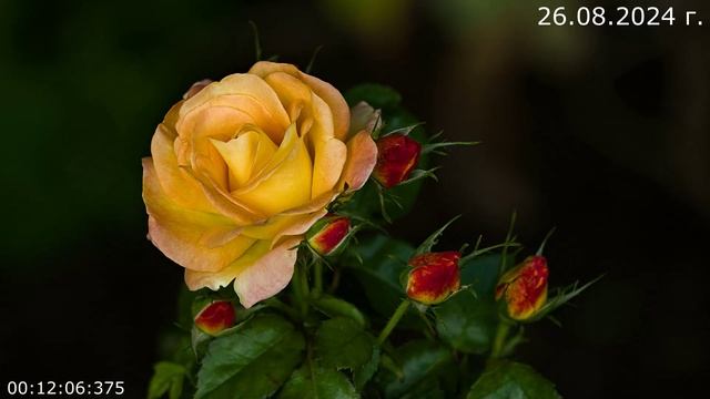 955 Идея Жизни 26.08.2024 г смотреть онлайн