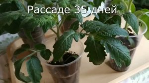 РАССАДА сезон 2023 года. Итоги.