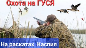 ЗВЕРСКАЯ ОХОТА на ГУСЯ на низовьях ВОЛГИ!! Астрахань-Раскаты Каспия!!!