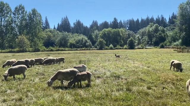 Two Briards working the graze смотреть онлайн