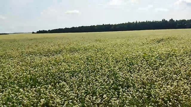 Мои хвосты на медосборе с гречихи