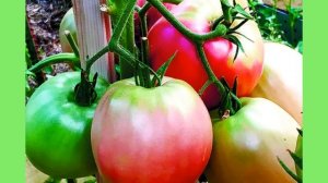 Спасаем томаты в холодную погоду.