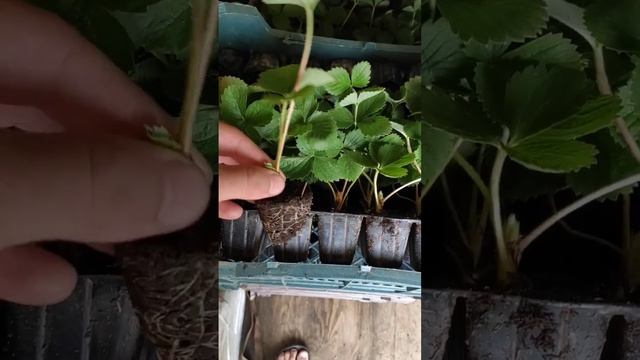 кассетная рассада клубники