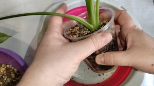 Пересадка алоказий Хетерофила и Коразон. Фитильный полив