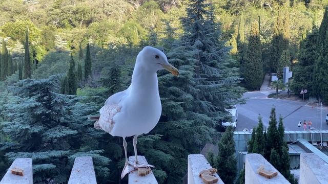 ОТДЫХ. КОРМИМ ЧАЕК С БАЛКОНА смотреть онлайн