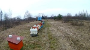 Почему слетели пчёлы. Слёт или коллапс пчёл. Как избежать слёта.