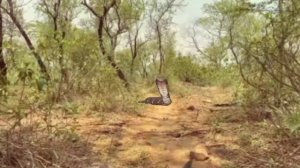 king cobra 21 in Real Life HD Video || snake video || Snake || Anaconda