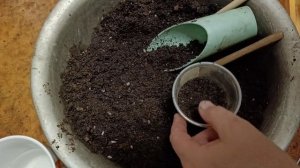 Грунт готов, начинаю пробные посевы