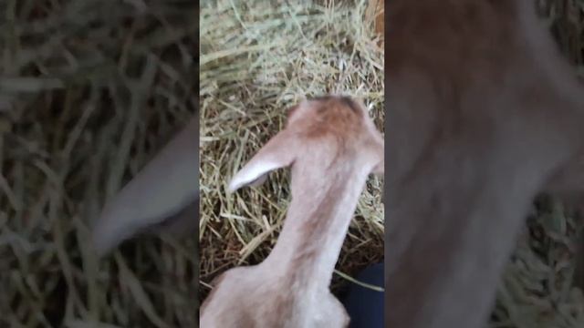 Выжигание рожек козлятам.