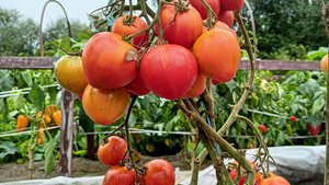 Эти детерминантные томаты созревали первыми в открытом грунте