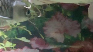 ОТДЫХ. ОКЕАНАРИУМ ОТЕЛЯ ЯЛТА ИНТУРИСТ