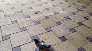 Узбекские бойные голуби Чечни ( новые приобретения)