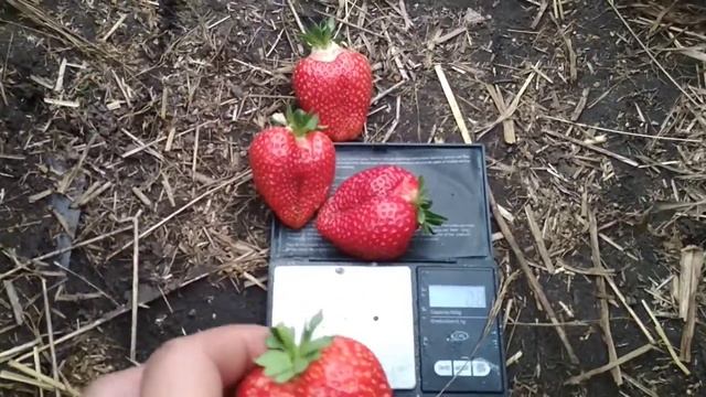 клубника Альба и Азия начало созревания 23.05.2018г. смотреть онлайн