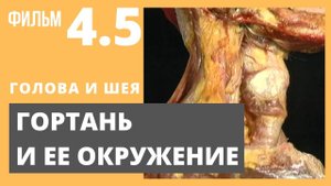 ГОРТАНЬ. Анатомия человека. Видеоатлас Acland. Фильм 4.5