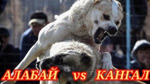 Алабай еки Кангал Кайси Бири Жангда Кучли