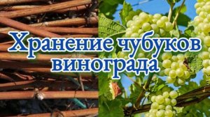 Как хранить чубуки винограда