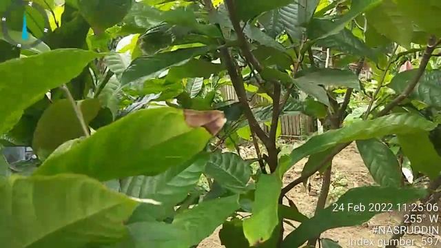 Wajib Pangkas Bentuk, Tanaman Kakao Usia 12-18 bln Tonton sampai selesai🙏