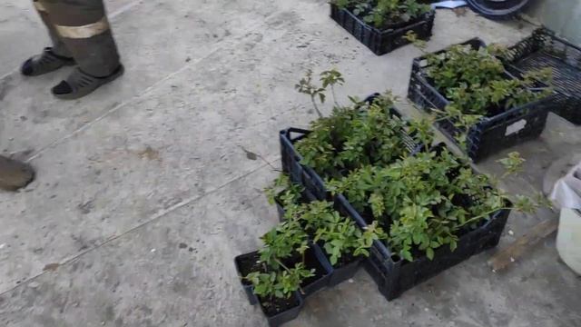 23 апреля в видео оговорился!!! Отправка саженцев ежевики, сезон в разгаре)) смотреть онлайн