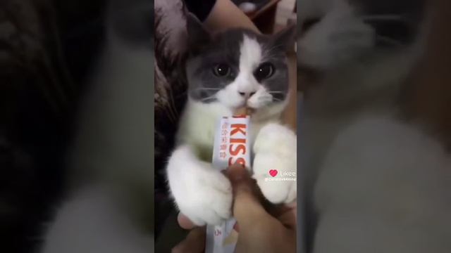 #животные #коты #питомцы