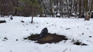 Одинокий голубь