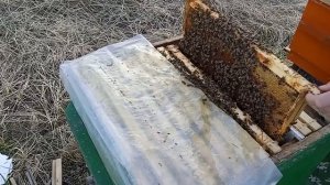 Она уже несёт мёд. Итог зимовки семьи на сетке. Разбираю пчелосемью с комментариями.