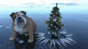 В новогоднюю ночь с Английским бульдогом на рипуса ! Озеро ИНГОЛЬ!