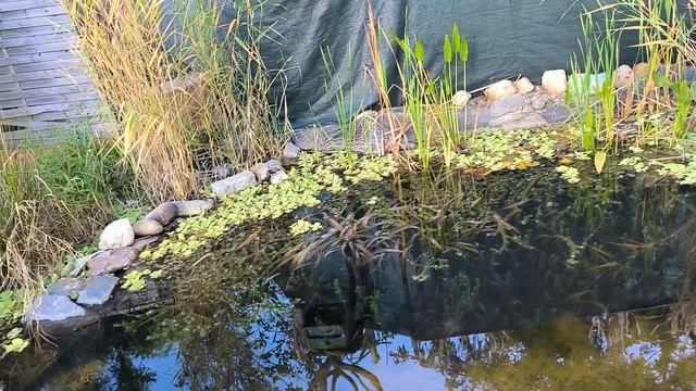 Кристально чистая вода в пруду без электричества, фильтра, химии - Флора Фауна Вода Рыбы Рыба смотреть онлайн