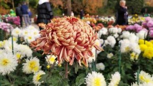 ТОКИО САДЫ Поразительная Выставка Хризантем Mum 2024 в районе Большого Токио.