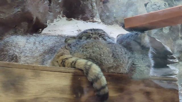 上野動物園で誕生したマヌルネコの赤ちゃんたち
